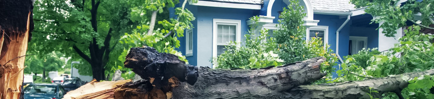 Tree fallen on a residential home, property damage requiring restoration