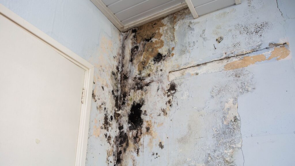 Mold Damage restoration